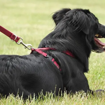 Colliers pour animaux