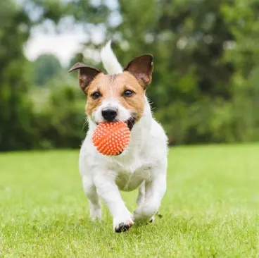 Jouets a macher pour chiens