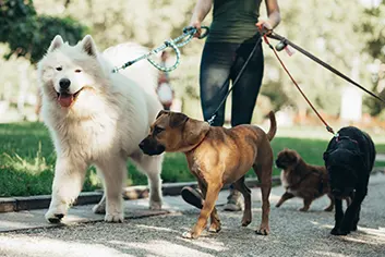 Promenades animal de compagnie