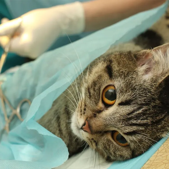 sterilisation des chats