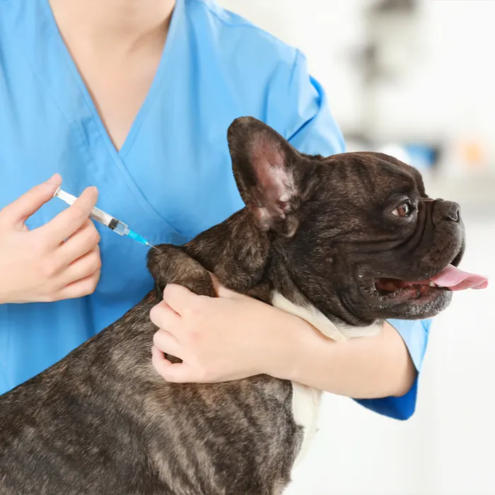vaccins chien