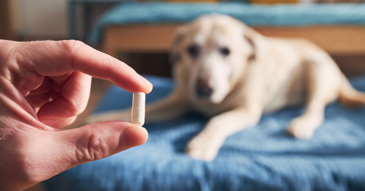 Compléments alimentaires pour animaux