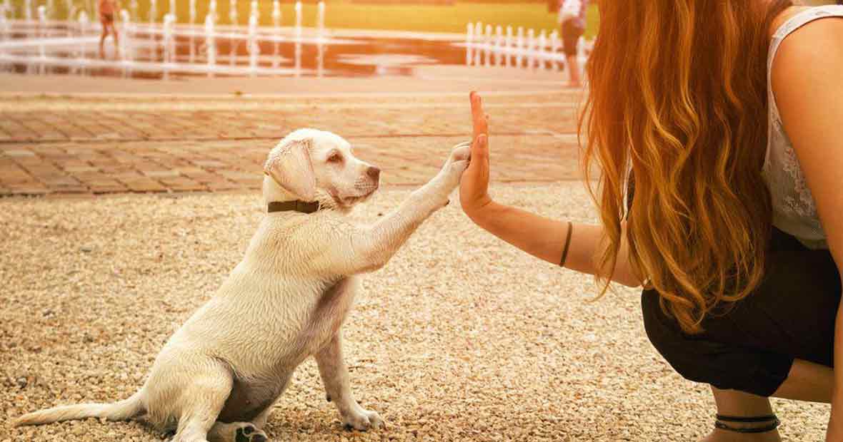 éducateur canin